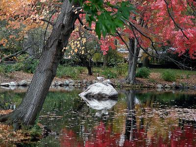 Goose Landscape