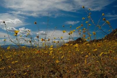 Death Valley WIldflowers