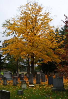 u10/ellen_morgan/medium/37873664.YellowTreeOtherGraveyard.jpg