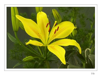 Lily
