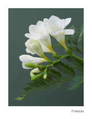 u10/ericg/medium/41433418.Freesias.jpg