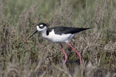 Black Necked Stilt