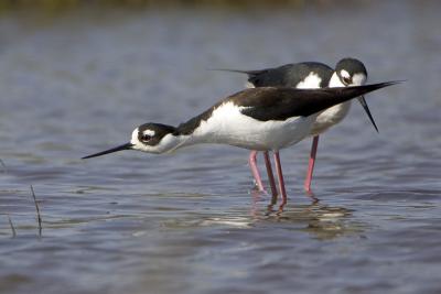 Black Necked Stilt