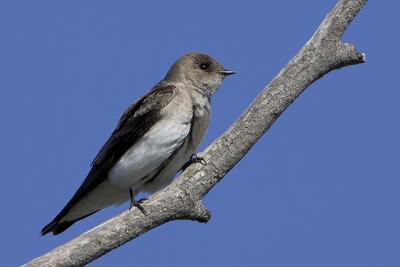Northern Roughed-winged Swallow