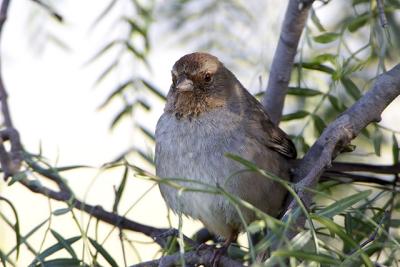 California Towhee
