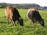 Two Animated Grazing Cows