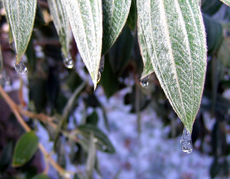 Ice