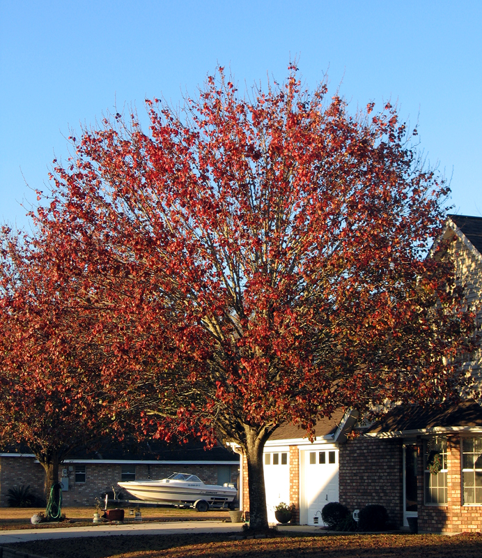 Red Maple
