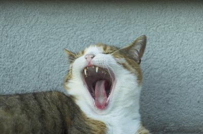 Rbchen yawning