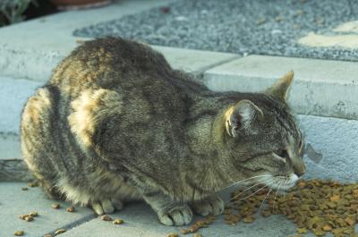 Franzen eating