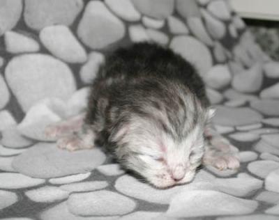 Faina, almost one week old...