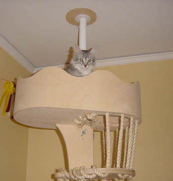 Adso lookout.jpg