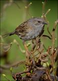 Dunnock