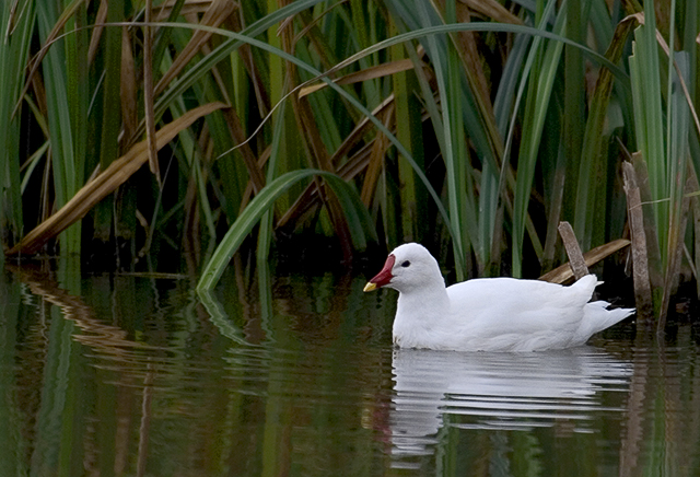 Leucistic Moorhen