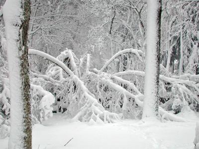 u10/fatyellowlab/medium/37935078.sad_birch_tree.jpg