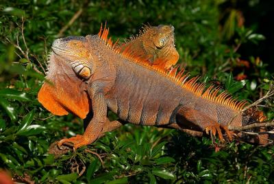 iguana-4402r.jpg