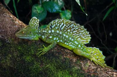 iguana-4403r.jpg