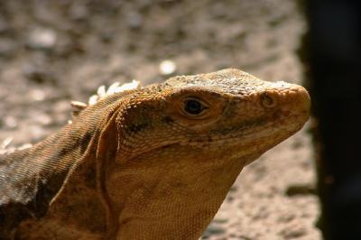 iguana_4579r.jpg