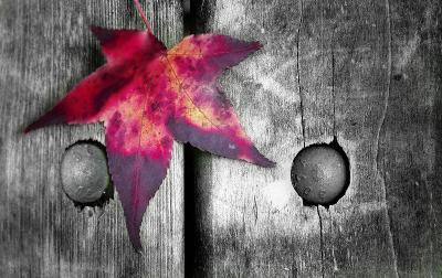 Leaf on a Park Bench