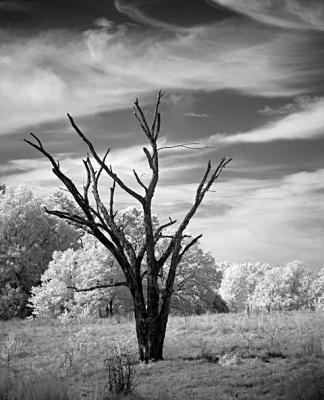 u10/fayewhite/medium/3874153.DSC06234a.jpg