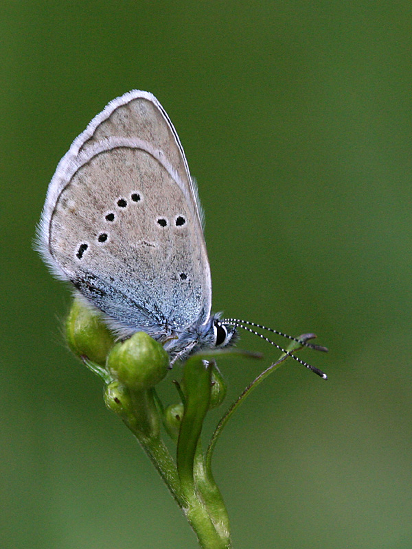 Polyommatus s. semiargus