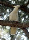 Sulphur-crested Cockatoo