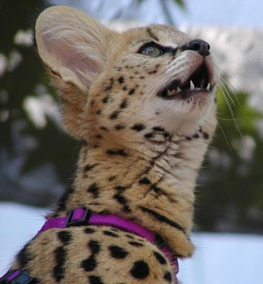 Big Cats