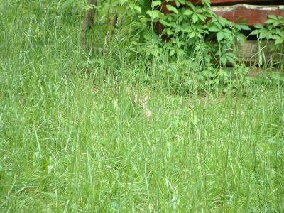 Cat in the Grass