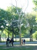 Stainless Steel Tree in Central Park