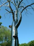Stainless Steel Tree in Central Park