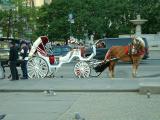 Horse & Carriage Outside Central Park