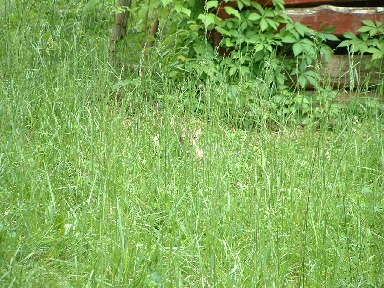 Cat in the Grass