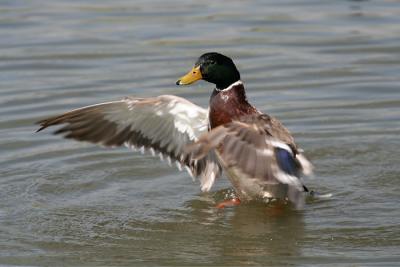 Ducks 2005