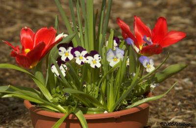 Potted flowers - shot with 80-400 and 1.5 teleconverter