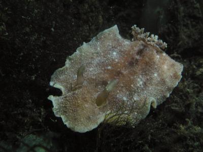 Geitodoris 2.JPG