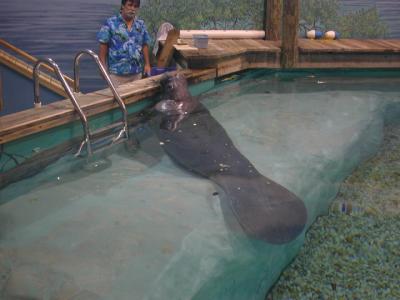 <small>Jim and Snooty<br>the Manatee</small>