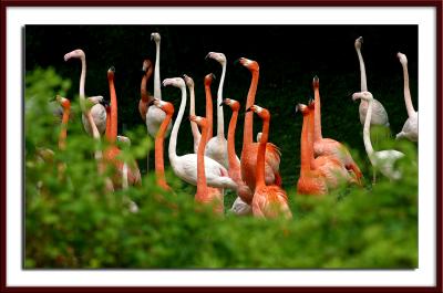 u10/francist/medium/1974119.flamingoes.jpg