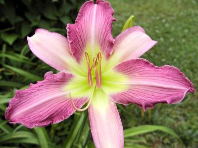 Daylily 2.jpg