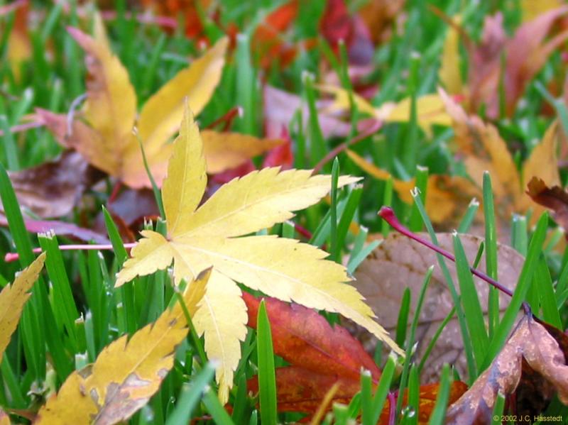 Fall Lawn