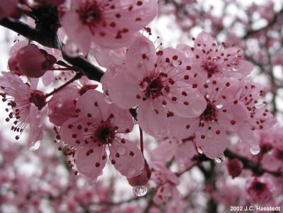 Spring Blossoms after Rain