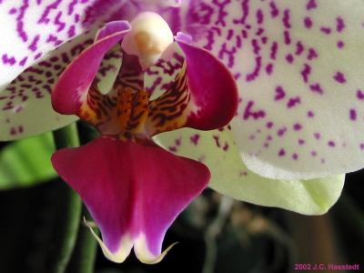 Orchid Inner Beauty