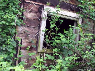 Overgrown Cabin