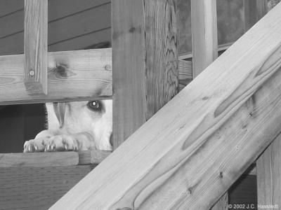 Dog on Deck in B&W