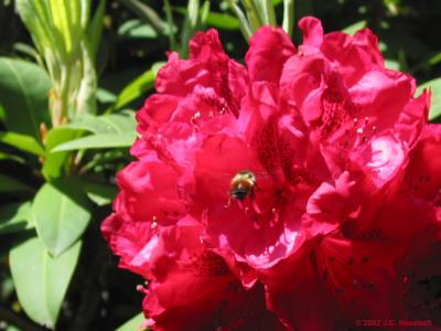 Red Rhody + Bee