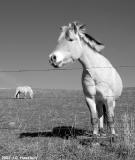 Horse in B&W