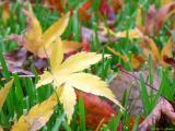 Fall Lawn