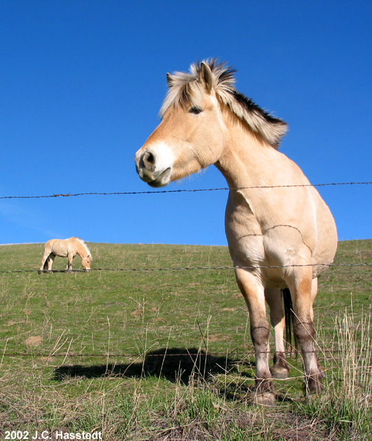 Horse Posing