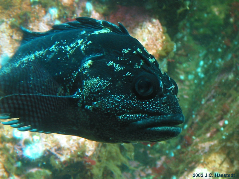 Fish