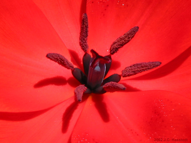 Red Tulip Center