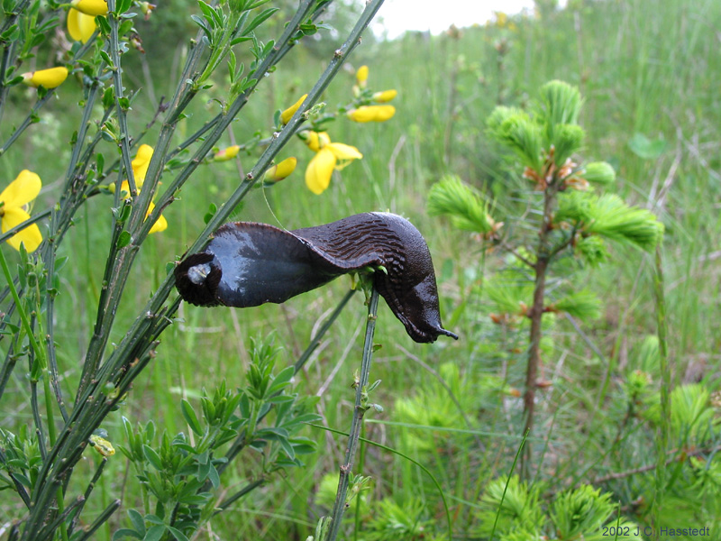 Slug